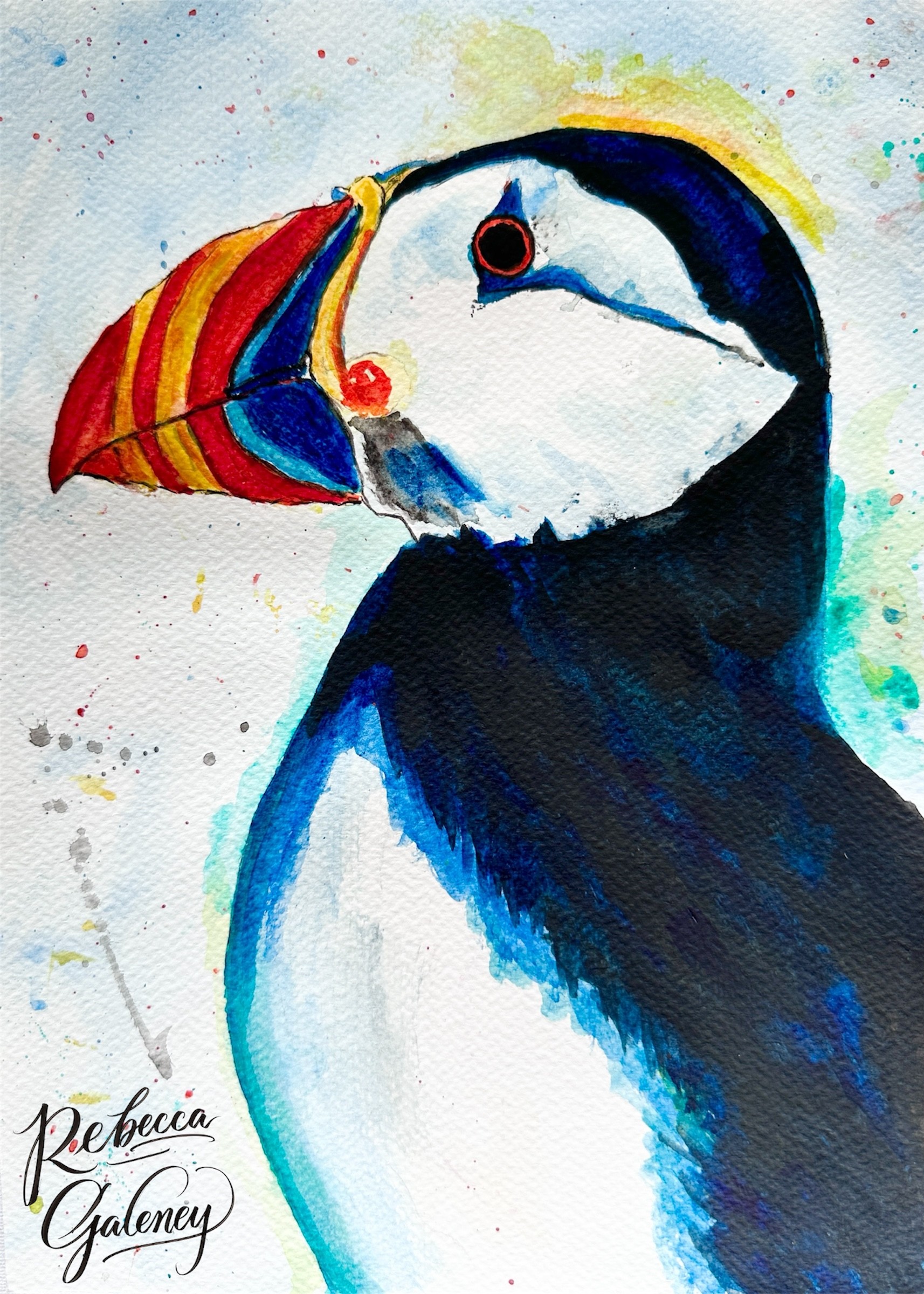 Puffin